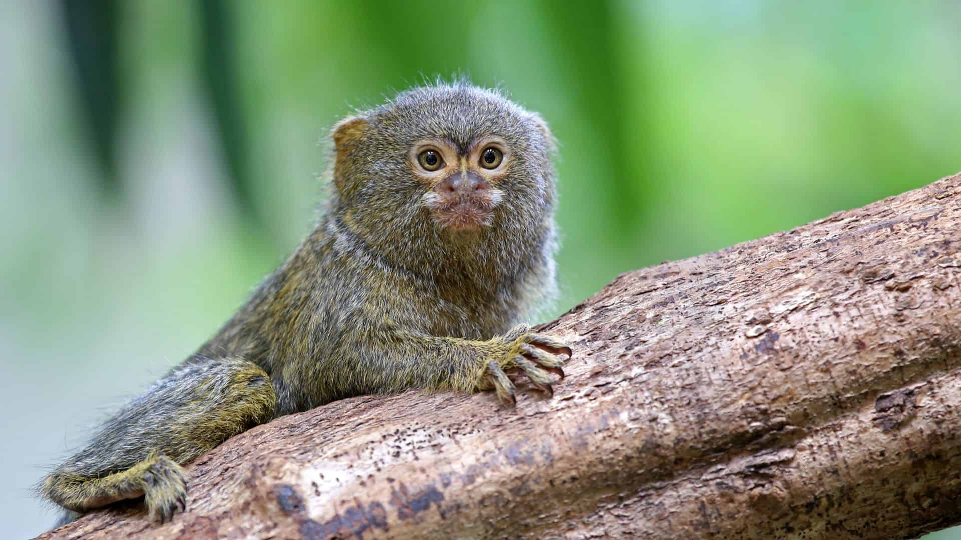 A picture of a marmoset clinging to a branch.