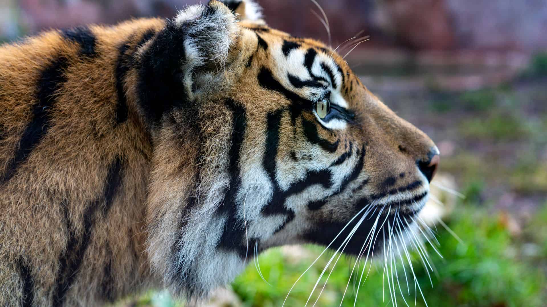 Close-up of a tiger's head at the Bioparco zoo in Rome